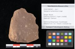 Foto (Objekt + Etikett) von Sparganium acheronticum Unger (NHMW-GEO-2024-0188-0441)